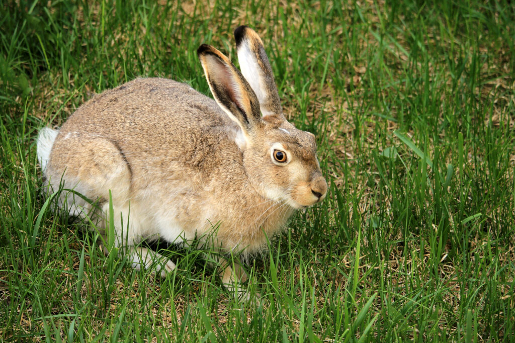 A rabbit enjoying some grass in the yard