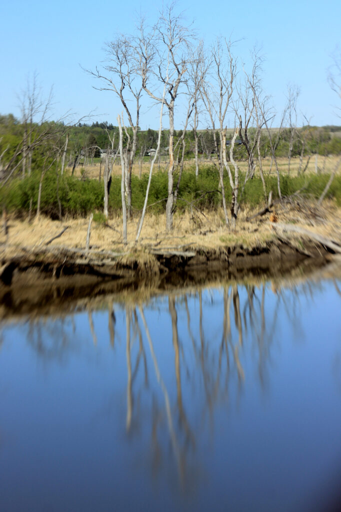 Dead trees reflected in the river