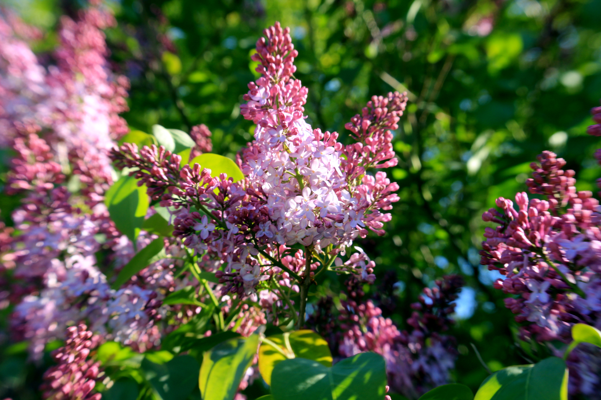 Lilacs in bloom