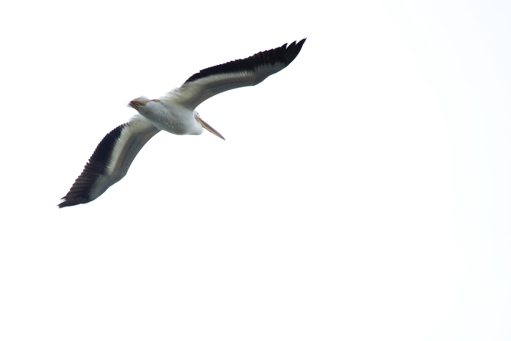 A pelican against a cloudy sky
