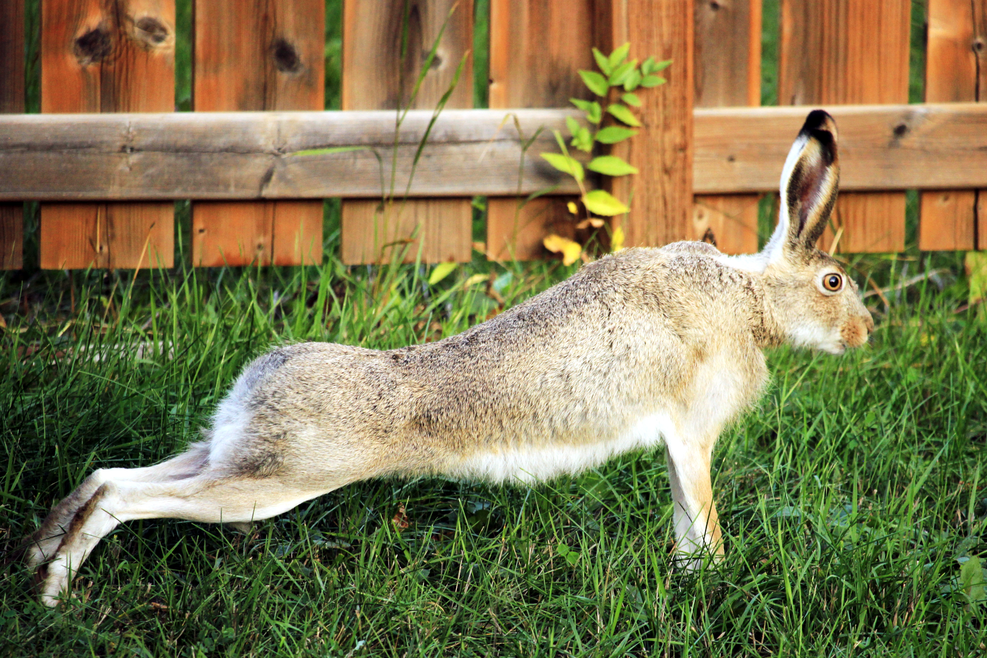 A rabbit stretching out