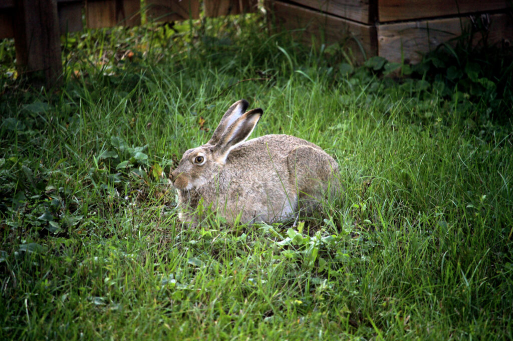 A rabbit resting in the yard