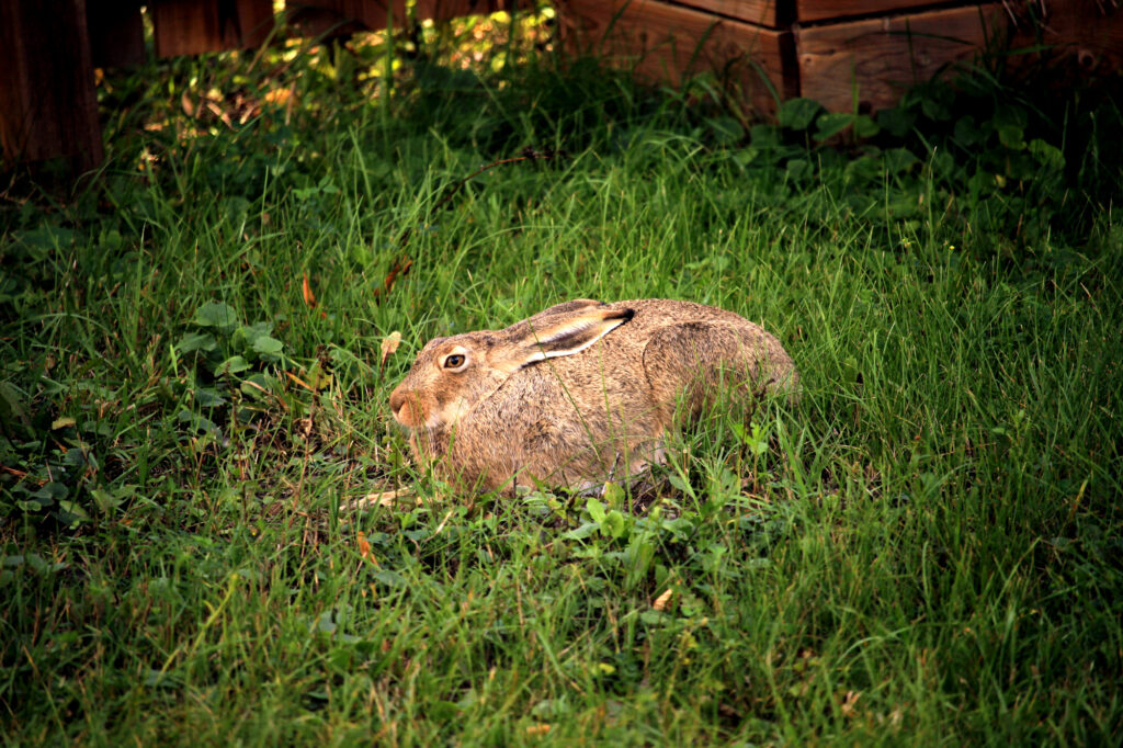 A rabbit nearly asleep in the yard