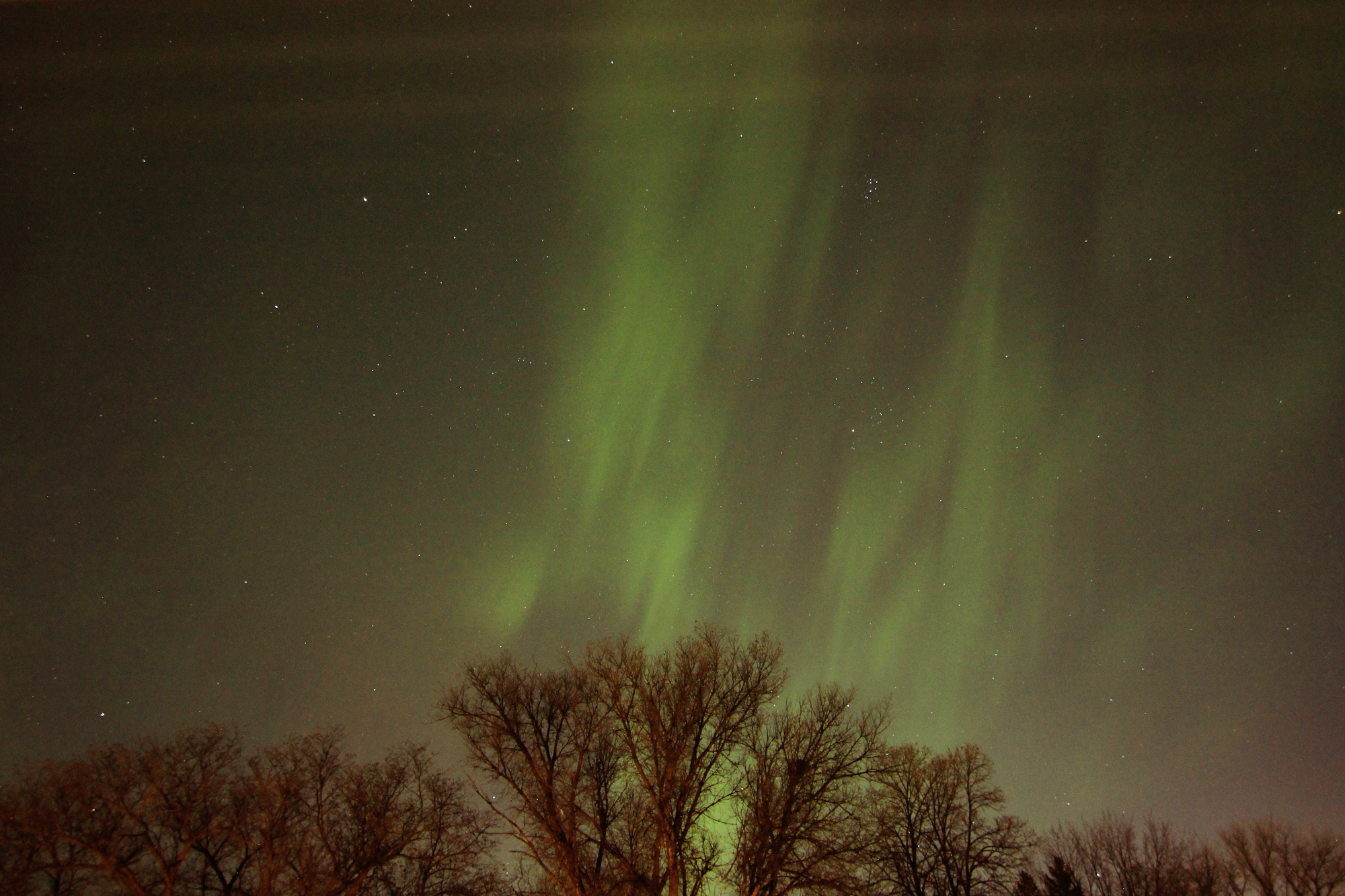 Aurora above the trees