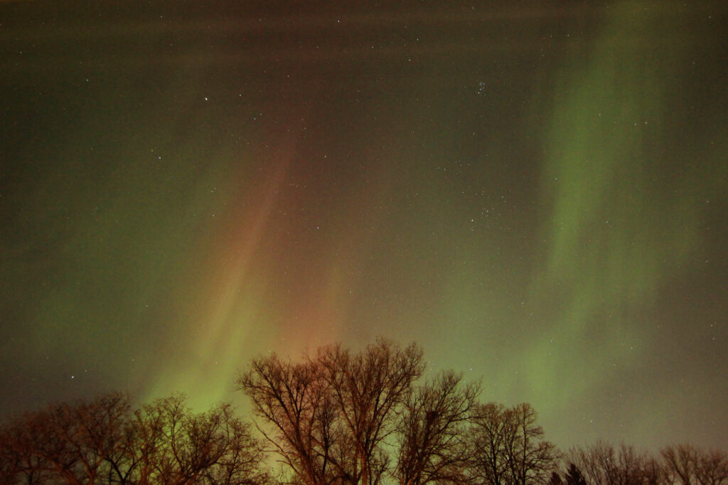 Aurora above the trees