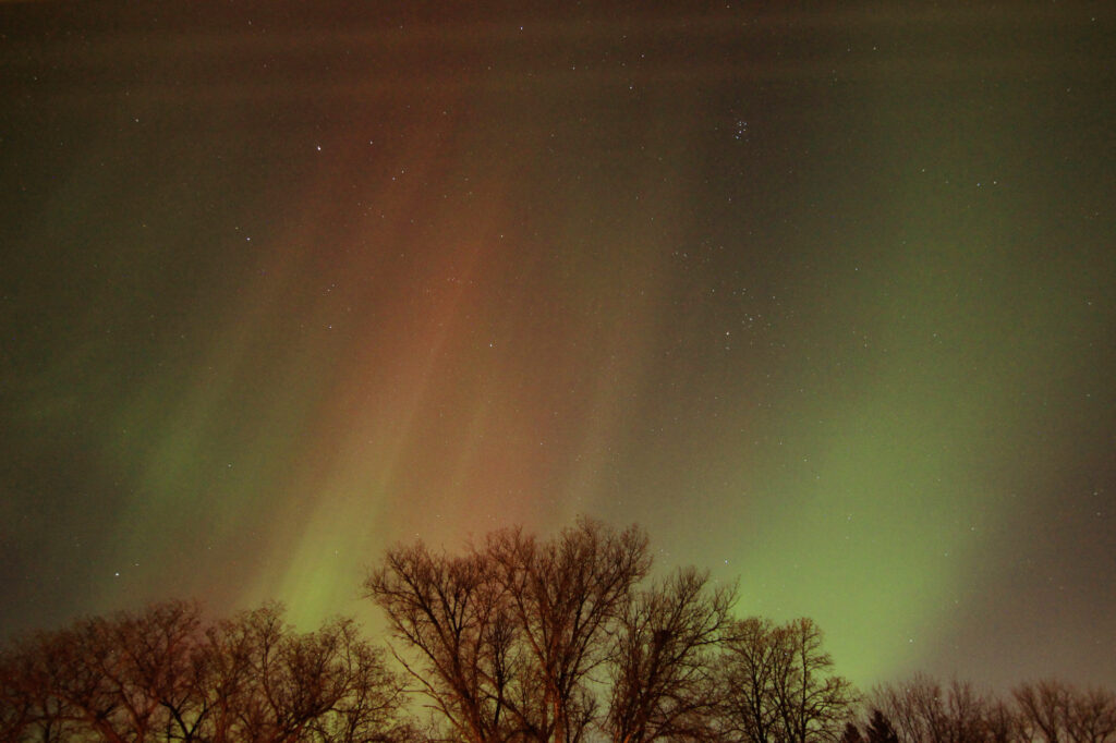 Aurora above the trees