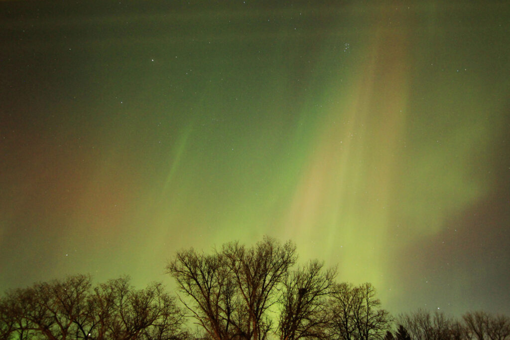 Aurora above the trees
