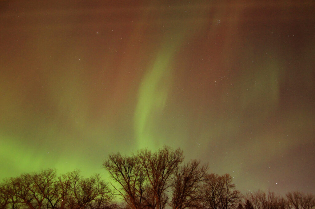 Aurora above the trees