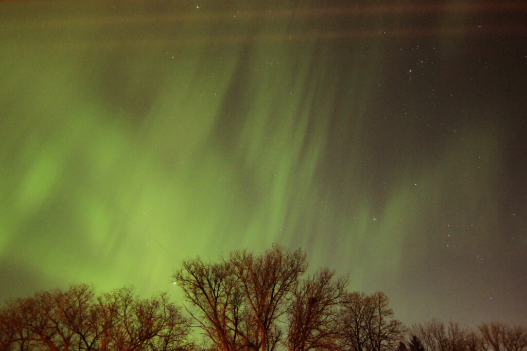 Aurora above the trees