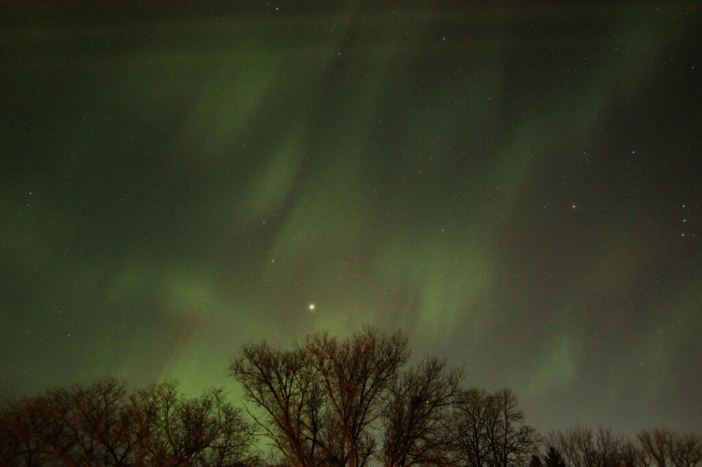 Aurora above the trees