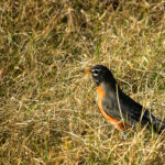 A robin in the brown grass of my lawn
