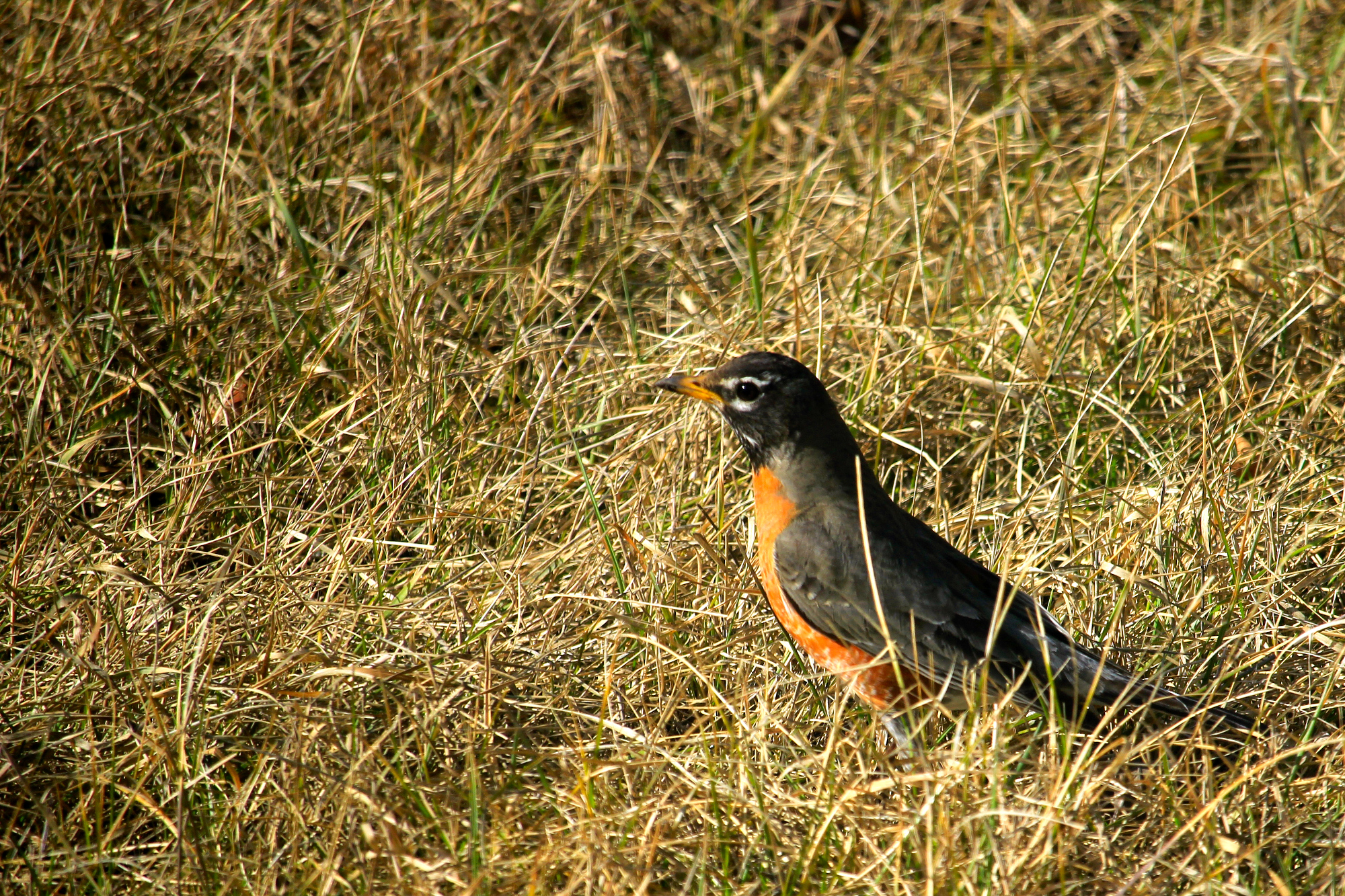 A robin in the brown grass of my lawn