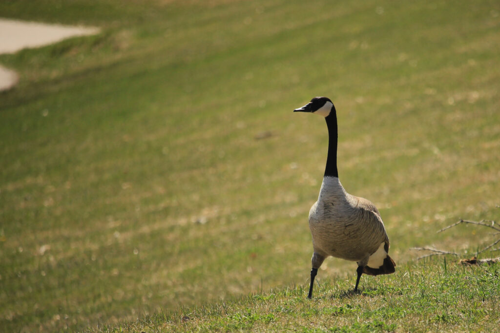 A goose on the side of a grassy hill