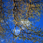 New leaves against the twilight sky