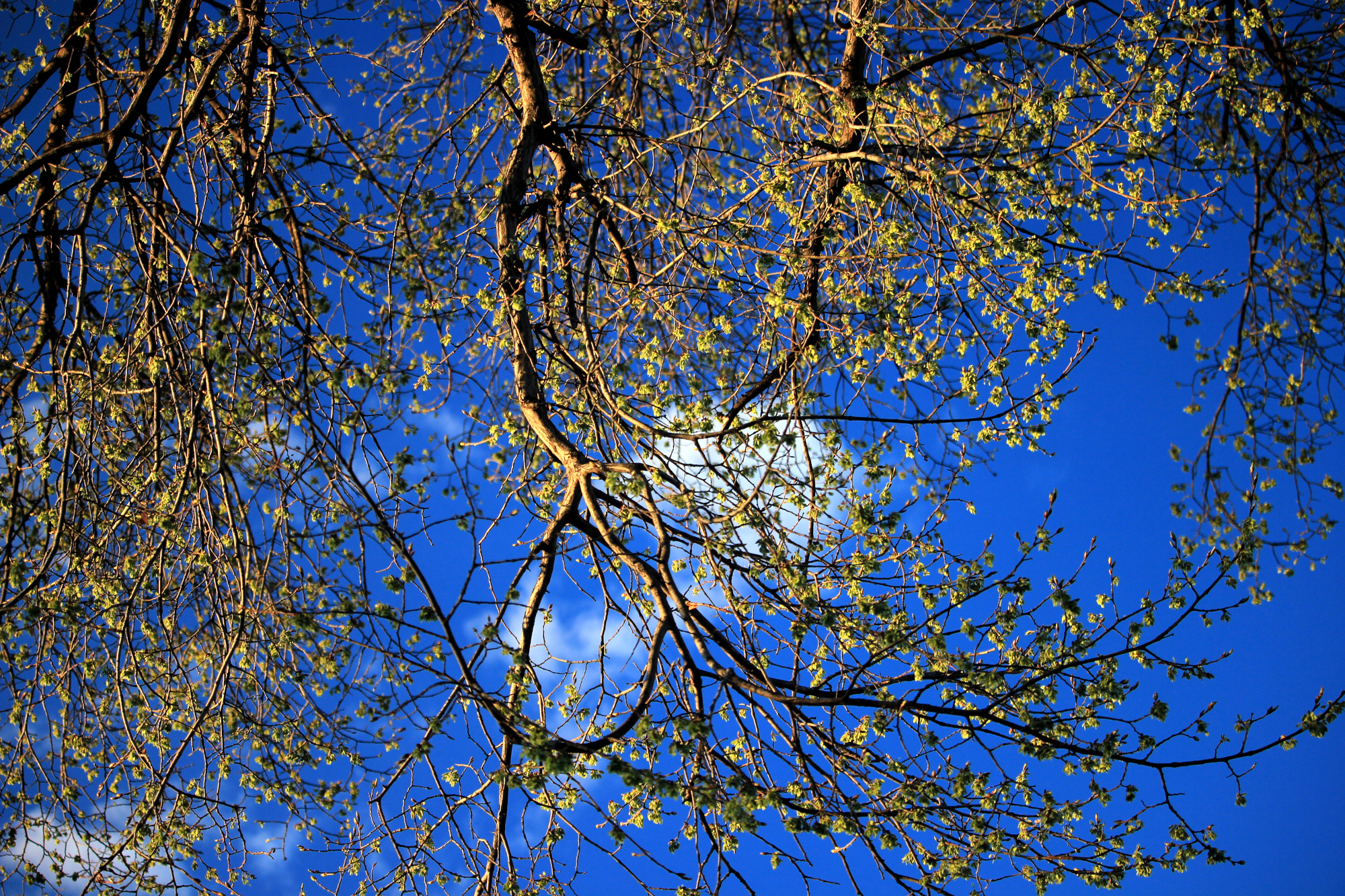 New leaves against the twilight sky