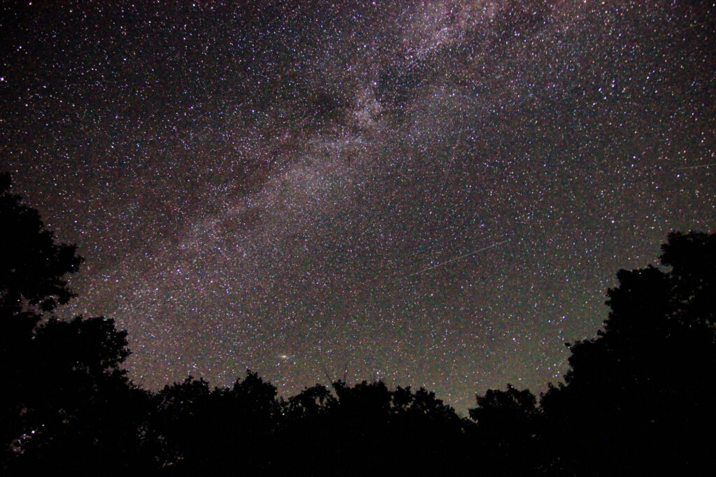 The Milky Way above silhouetted trees