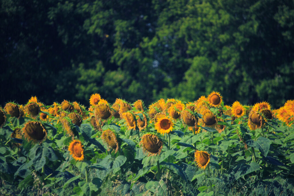Sunflowers with trees behind them
