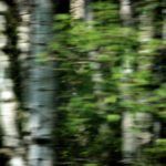 Blurred poplar trees