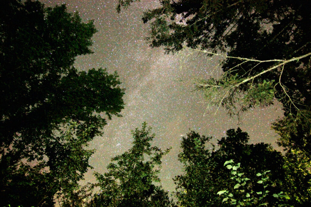 The Milky Way beyond the silhouettes of trees