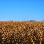 A field of corn under a clear blue sky