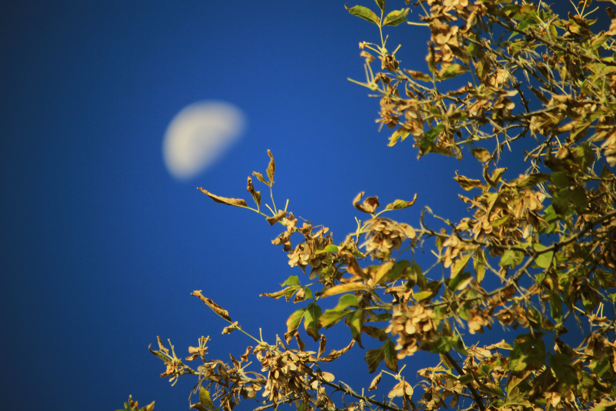 Half-moon (blurred) with autumn leaves in the foreground