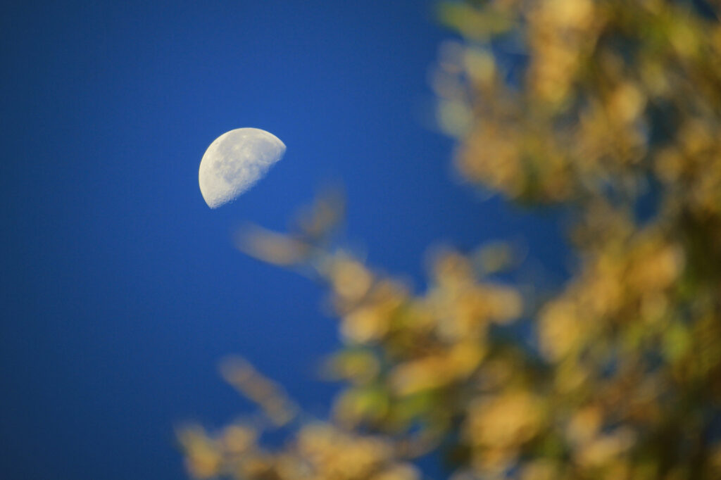 The half-moon with blurred autumn leaves in the foreground