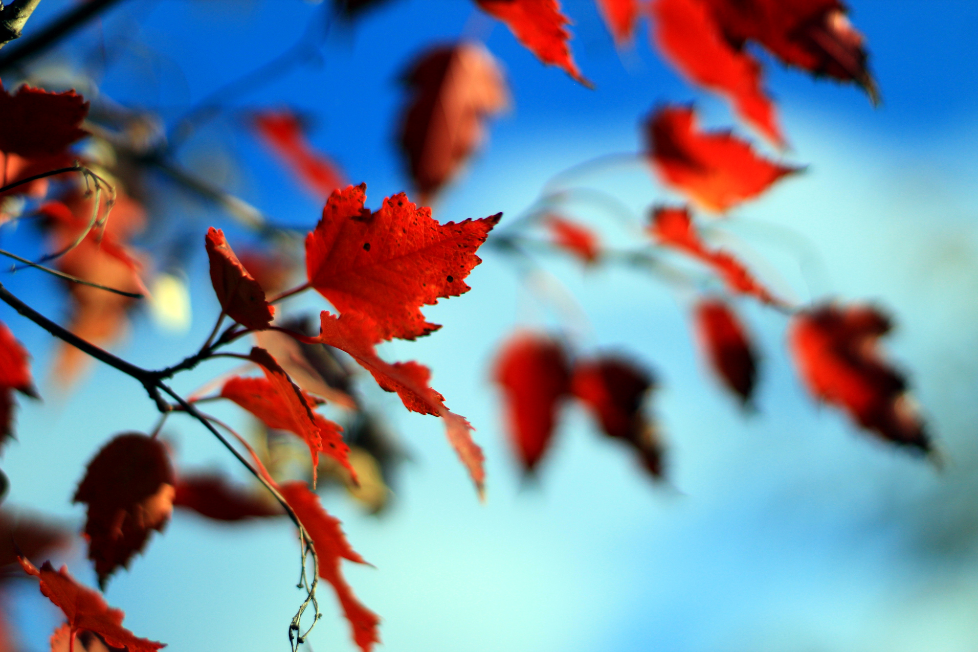 Red maple leaves against a blue sky