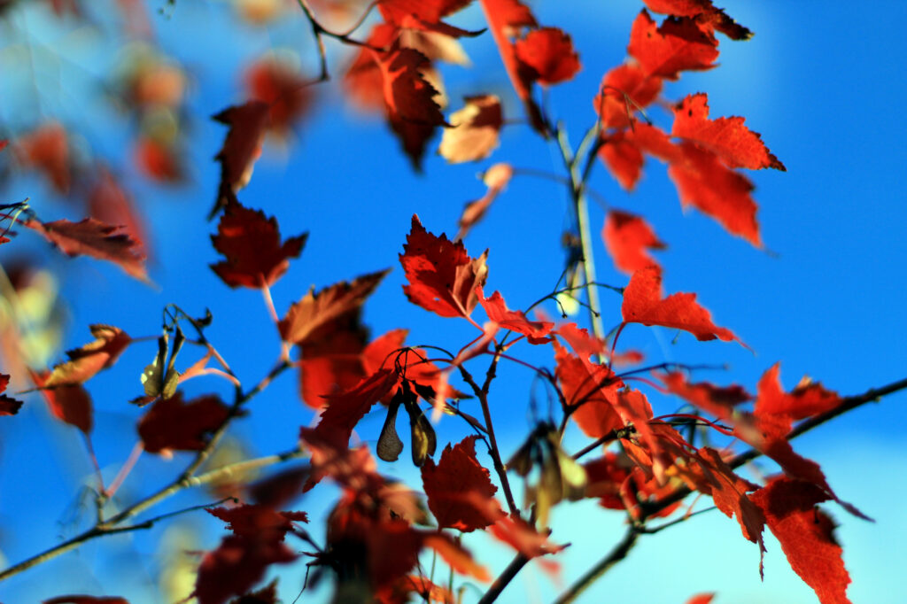 Red maple leaves against a blue sky
